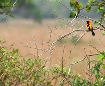 Troupiale orange